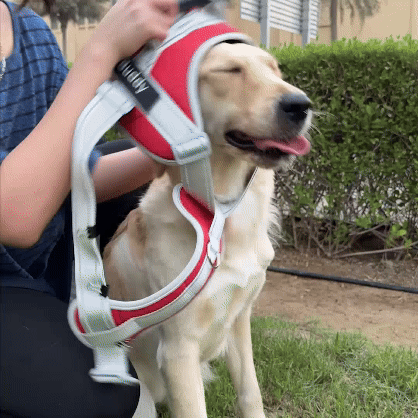 Dog wearing TRAX4U harness