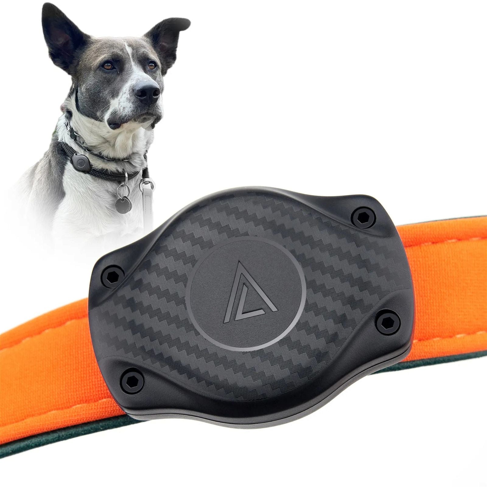 Close-up of AirTag holder on reflective dog collar