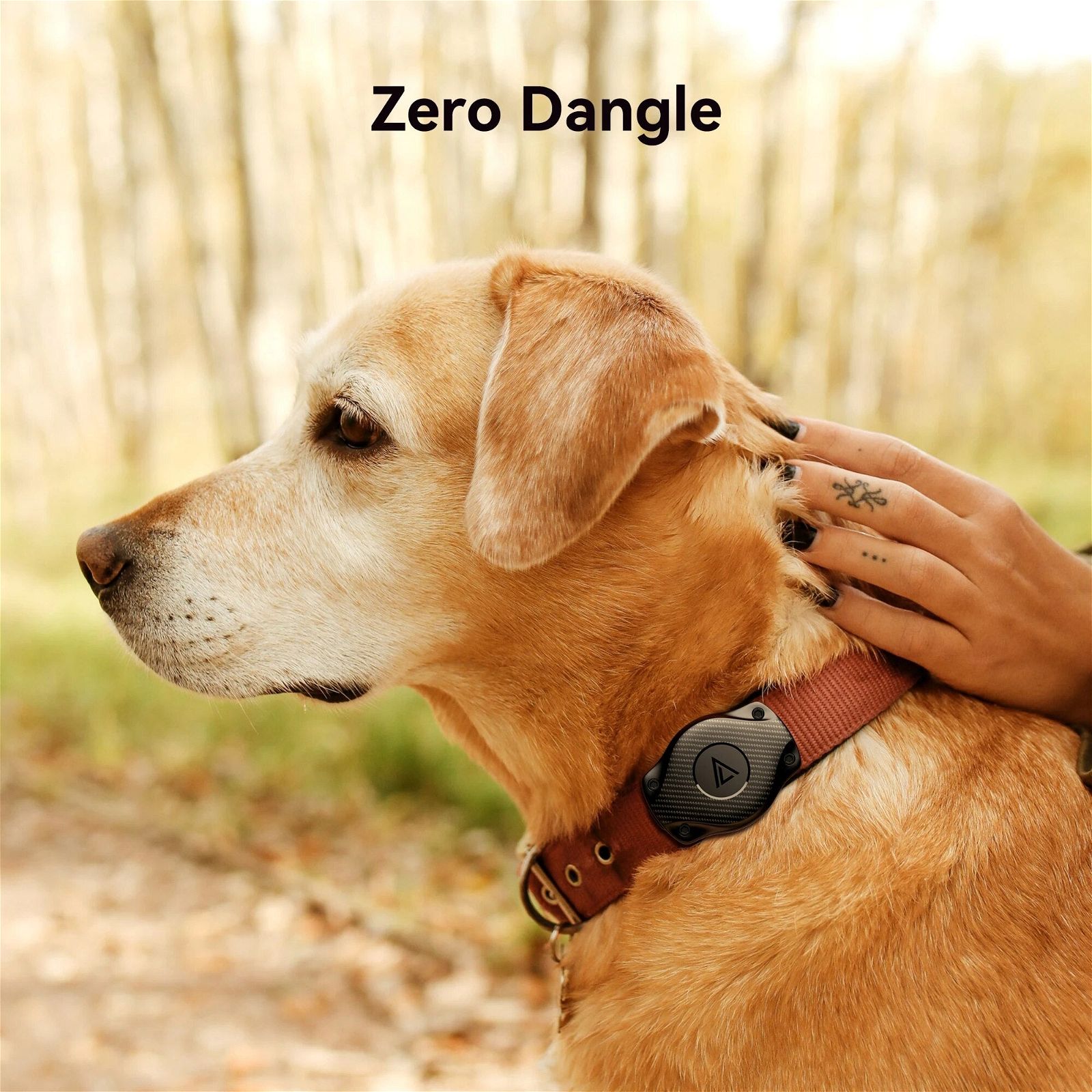 Dog wearing AirTag attachment on collar