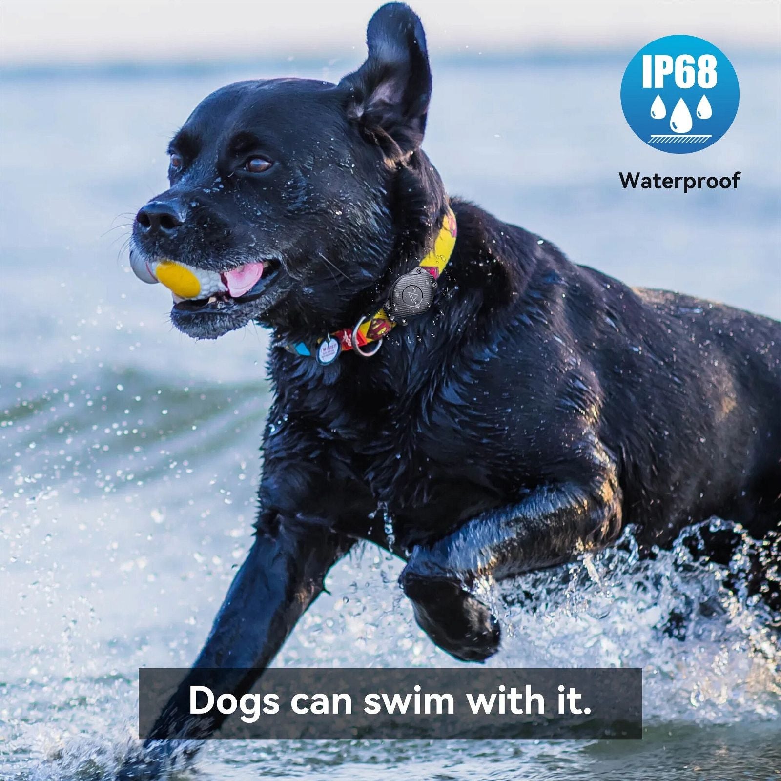 Dog wearing waterproof AirTag collar holder outdoors